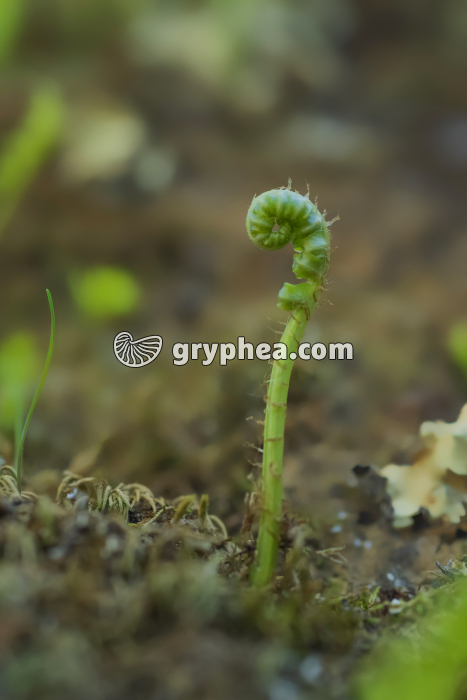 Polypode (Polypodium vulgare) - Crosse en développement - gryphea.org